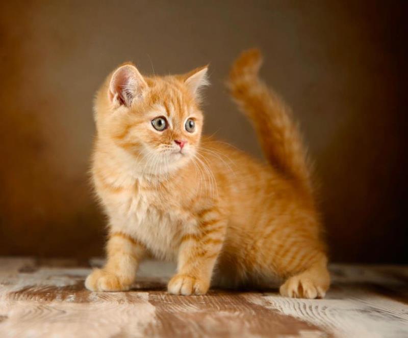 آموزش نگهداری از توله سگ