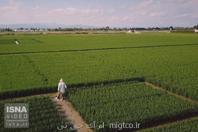 باید از سیاست های تشویقی برای اصلاح الگوی کشت و مدیریت منابع آبی بهره گرفت