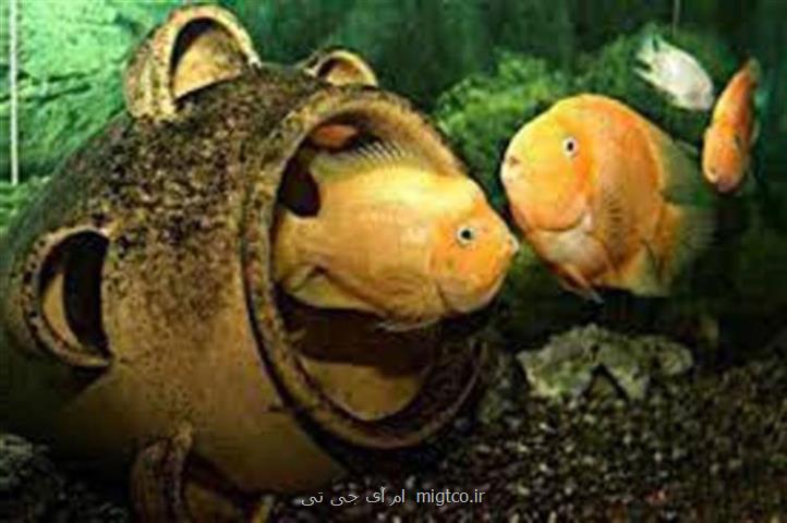 پیش بسوی كیش با گروه تورهای كیش