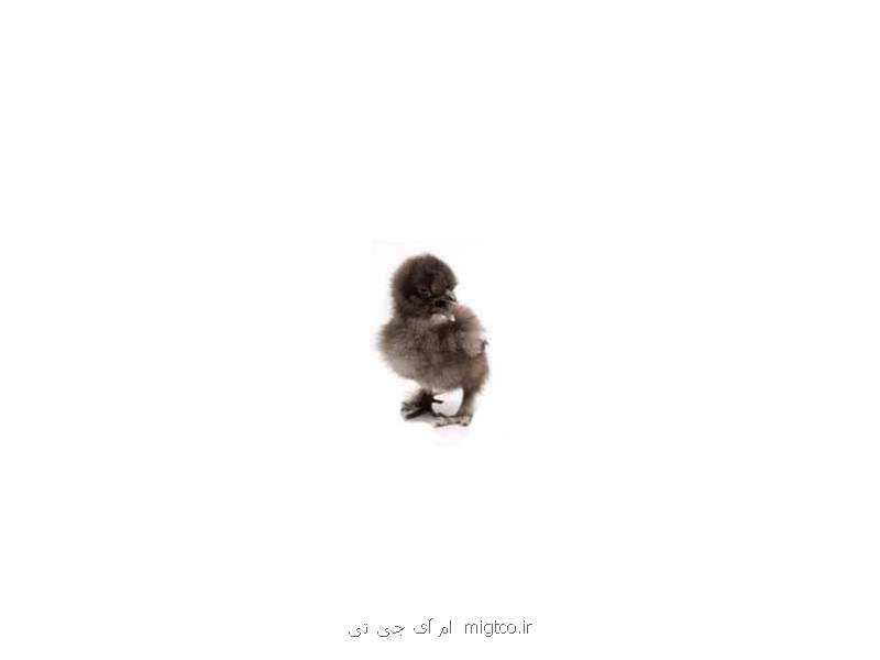 فروش جوجه بوقلمون غاز و شترمرغ